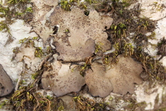 Dermatocarpon miniatum