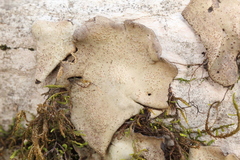 Dermatocarpon miniatum