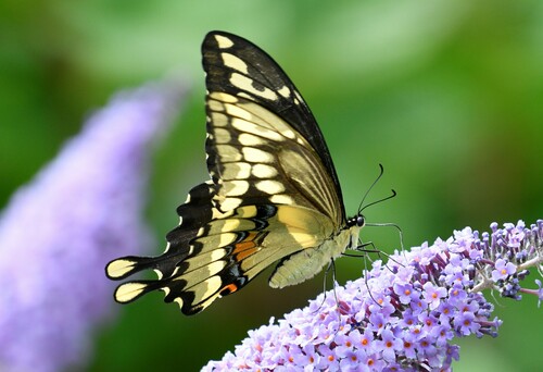 Eastern Giant Swallowtail, photo 2 of 10