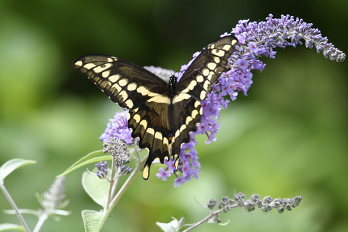 Eastern Giant Swallowtail, photo 3 of 10