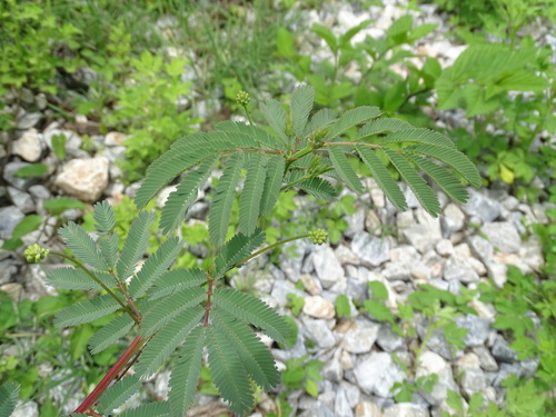 Image of Desmanthus virgatus by (c) Alexis López Hernández, some rights reserved (CC BY)