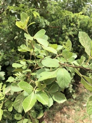 Searsia pyroides pyroides
