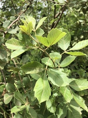 Searsia pyroides pyroides