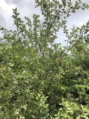 Searsia pyroides pyroides