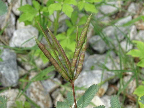 Image of Desmanthus virgatus by (c) Alexis López Hernández, some rights reserved (CC BY)