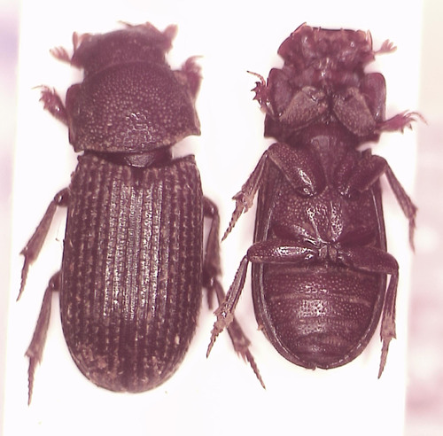 Airapus
