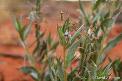 Trichodesma zeylanicum