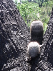 Mammillaria haageana