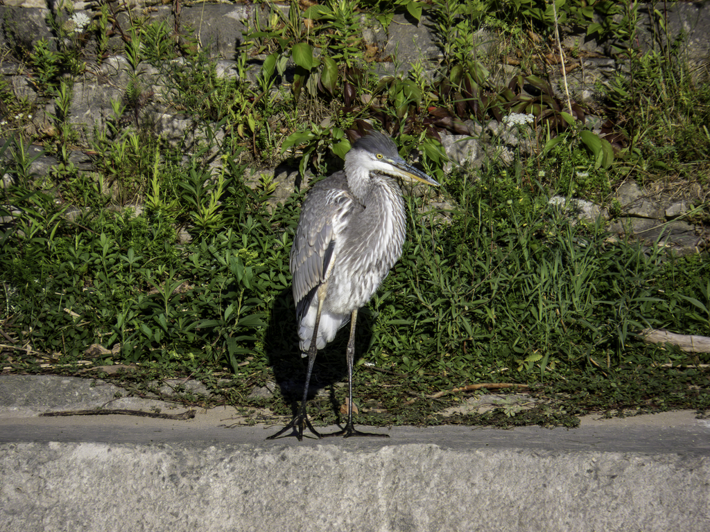 Great Blue Heron From Cambridge ON Canada On August 11 2023 At 07 30   Large 