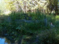 Cannabis sativa sativa