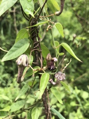 Ceropegia carnosa
