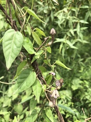 Ceropegia carnosa