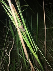 Neoctenus
