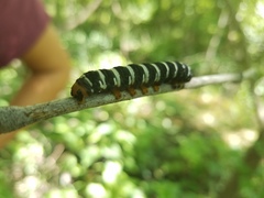 Xanthopastis regnatrix