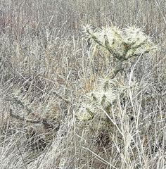 Cylindropuntia davisii