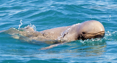 Australian Snubfin Dolphin photo 2