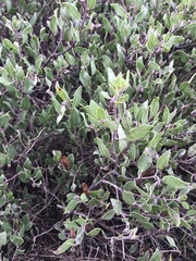 Arctostaphylos hookeri hookeri