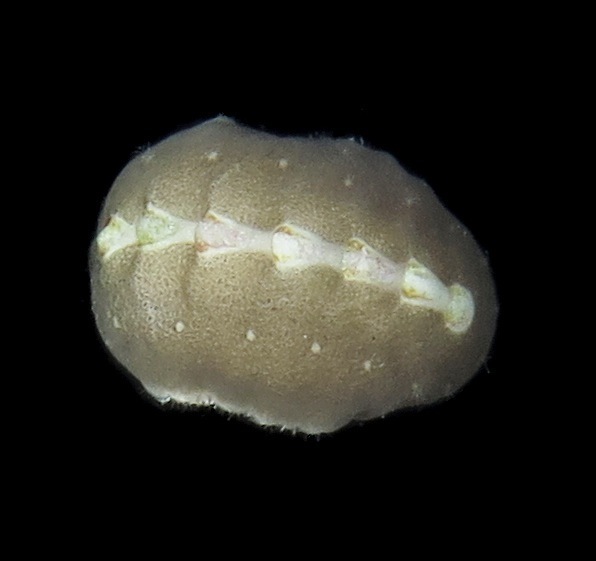 white-barred chiton