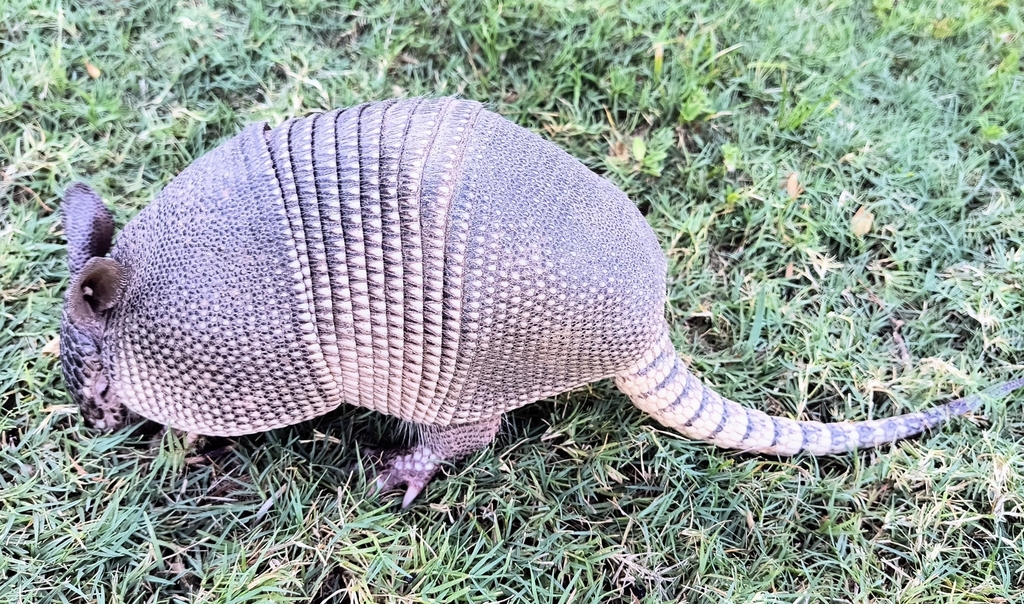 Nine banded armadillo from medical center blvd hwy 365 port arthur