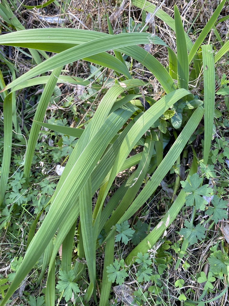 Blue cornlily from Hull Rd, Beecroft, NSW, AU on August 12, 2023 at 09