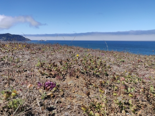 Image of Aphyllon californicum by (c) Alexander Wentworth, some rights reserved (CC BY)