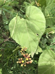 Cissus fragilis