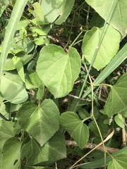 Cissus fragilis