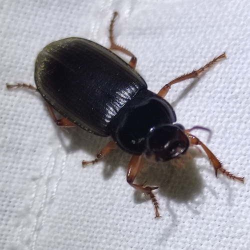 Strawberry Seed Beetle, 3439 LX Nieuwegein, Nederland, photo 8 of 10