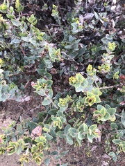 Arctostaphylos pajaroensis