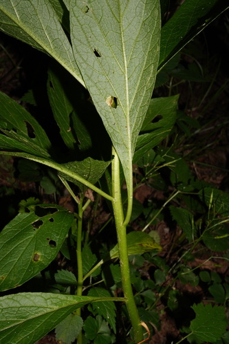 Image of Scopolia carniolica by (c) Patrick Hacker, some rights reserved (CC BY)
