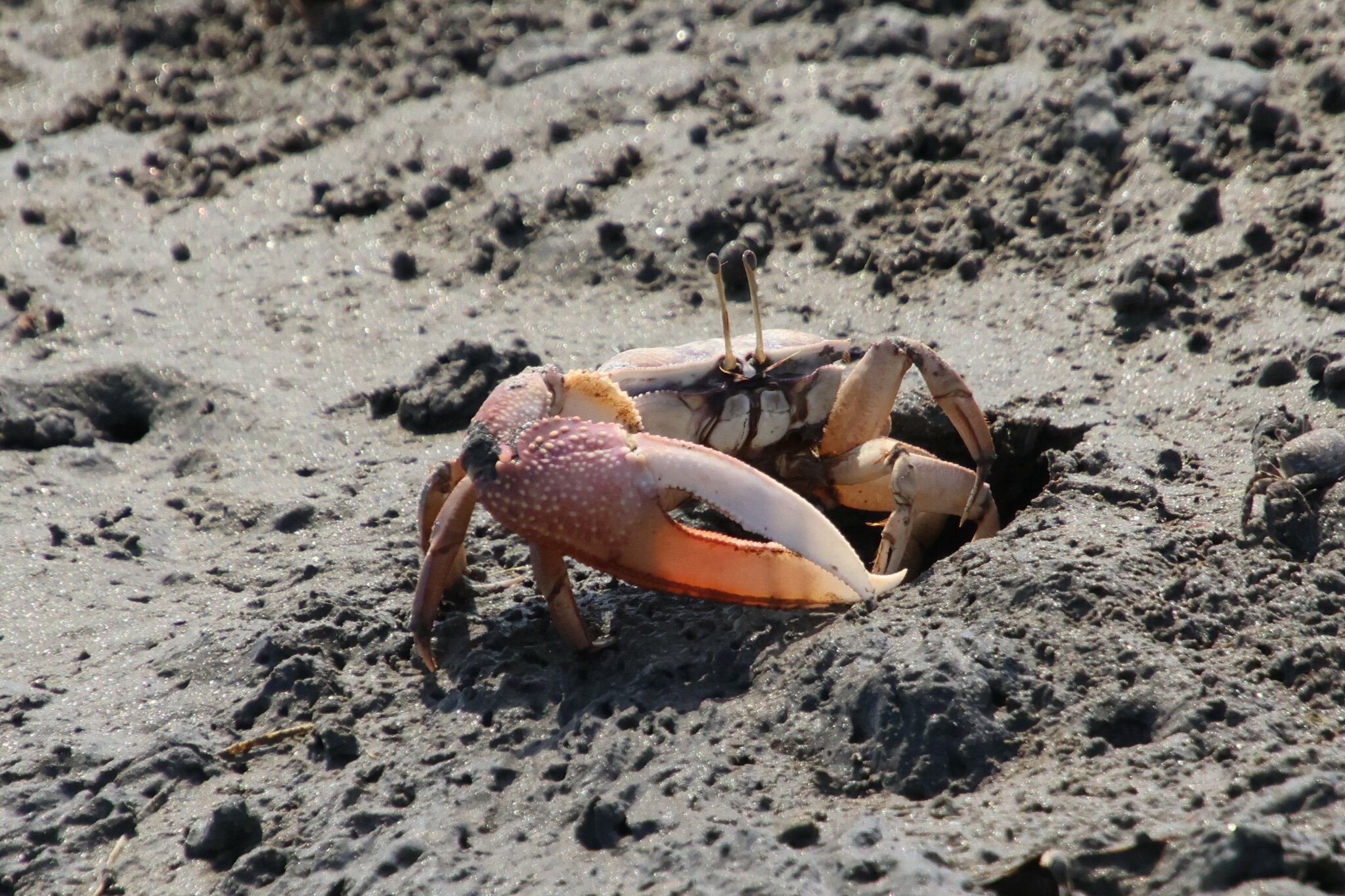 Male Fiddler Crabs Use Vibrations To Lure Females Into Burrows