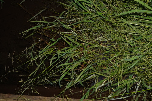 Image of Plaited Mannagrass (Glyceria notata) by (c) Patrick Hacker, some rights reserved (CC BY)