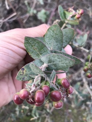 Arctostaphylos pajaroensis