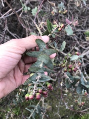 Arctostaphylos pajaroensis