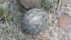 Coryphantha pallida