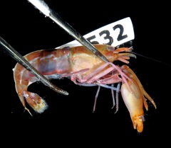 Alpheus paraformosus