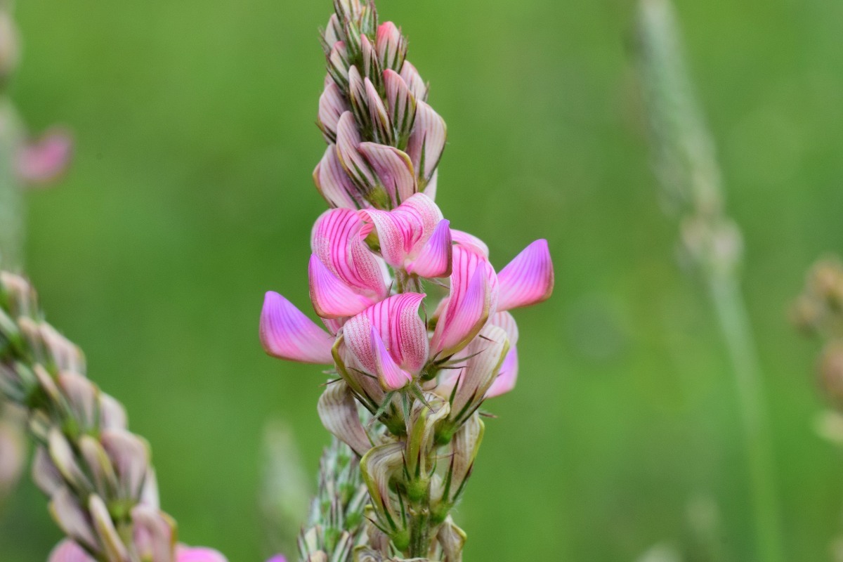 Onobrychis arenaria ssp. sibirica
