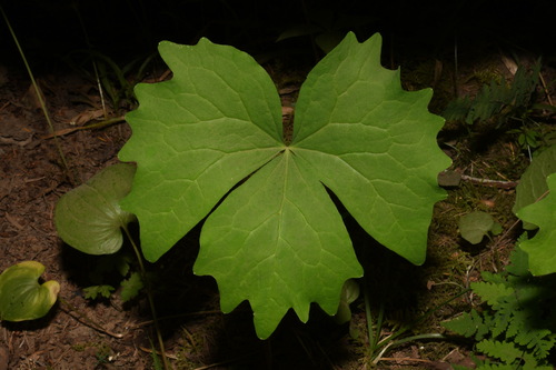 Image of Achlys californica by (c) Brian Finzel, some rights reserved (CC BY-SA)