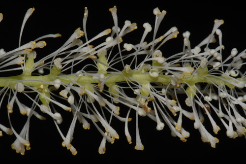 Image of Achlys californica by (c) Brian Finzel, some rights reserved (CC BY-SA)