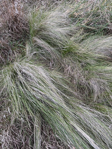 Poa labillardierei