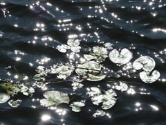 Nymphoides hydrophylla