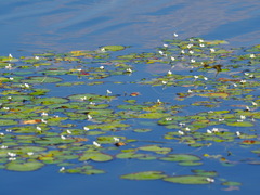 Nymphoides hydrophylla