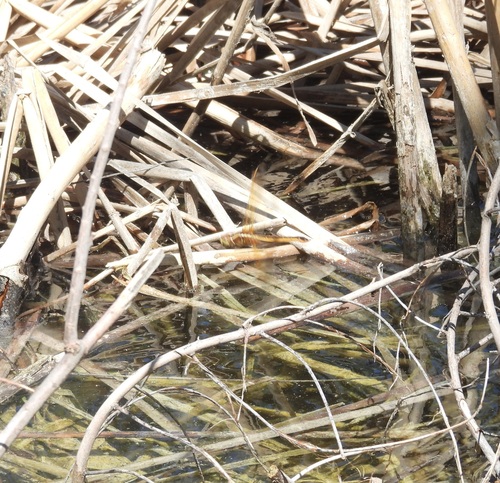 Needham's Skimmer photographed in New Mexico