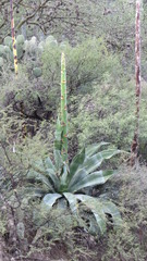 Agave marmorata