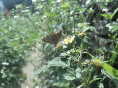 Atalopedes campestris huron