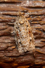 Acropolitis canana