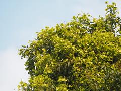 Terminalia calamansanai