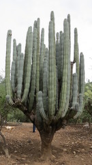 Pachycereus weberi