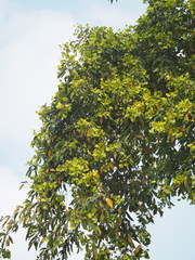 Terminalia calamansanai
