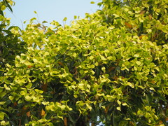 Terminalia calamansanai